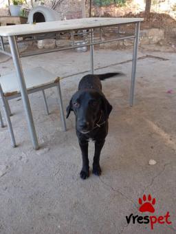 Ράτσα: Άγνωστο - Ημίαιμο | Ηλικία: 1 έτους | Φύλο: Αρσενικό | Αρ. Microchip: - | Ημίαιμο | Περιοχή: Νέα Σμύρνη, Αττική